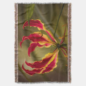 Couverture Lis rouge du feu d'escalade (devant Vertical)