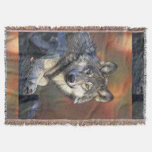 Couverture Loup gris Canis_lupus de loups