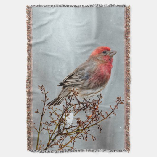 Couverture Maison Finch en Neige - Photo originale (devant Vertical)