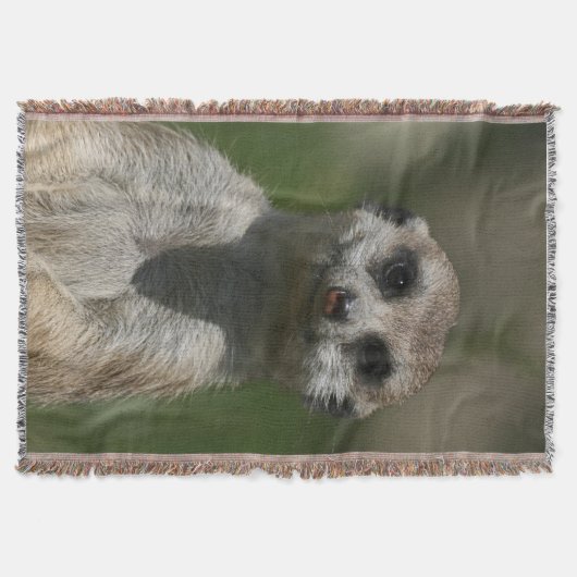 Couverture Meerkat 004 (Devant)