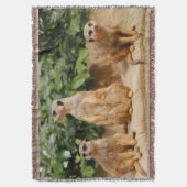 Couverture Meerkat 008 (devant Vertical)