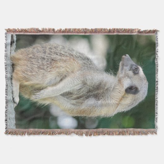 Couverture Meerkat 025 (Devant)