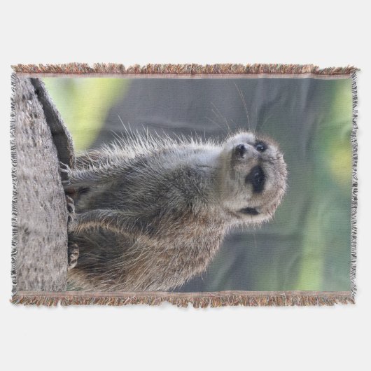 Couverture Meerkat_20171101_by_JAMFoto (Devant)