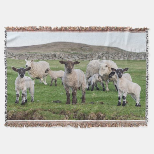 Couverture Mouton des Shetland (Devant)