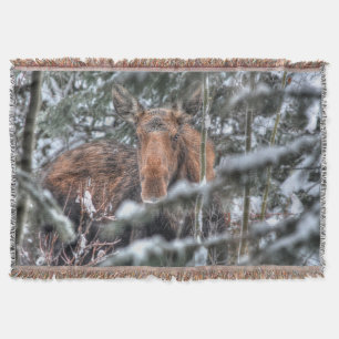Couverture Oie canadienne sauvage en forêt d'hiver