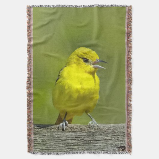 Couverture Orchard Oriole - Photo originale (devant Vertical)