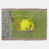 Couverture Orchard Oriole - Photo originale (Devant)