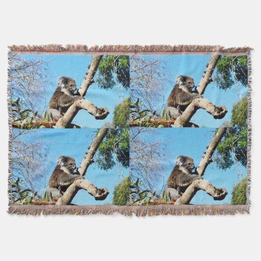 Couverture Ours De Koala Dans L'Ancien Pin, (Devant)