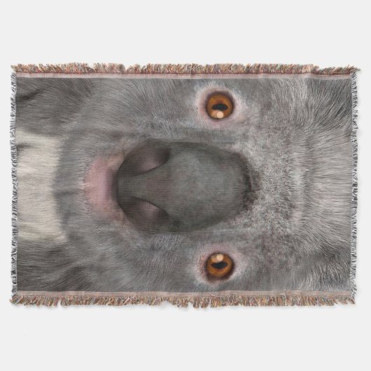 Couverture Ours koala (Devant)