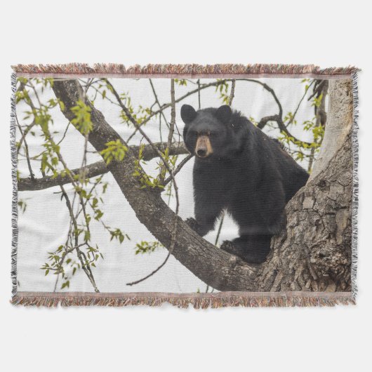 Couverture Ours noir Escalade (Devant)