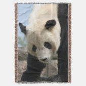 Couverture Panda20170506_by_JAMFoto (devant Vertical)