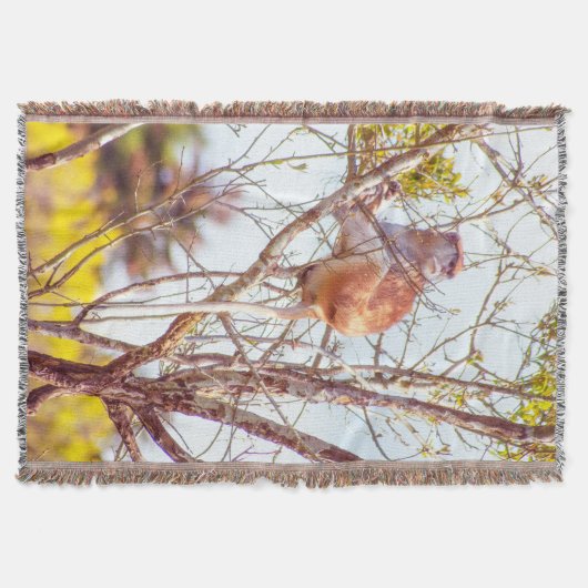 Couverture Patas est au sommet d'un arbre (Devant)