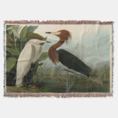 Couverture Peinture de la faune d'Audubon Heron violet (Devant)
