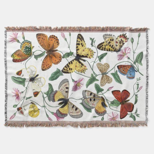 Couverture Peinture vintage de papillon et de papillon (Devant)