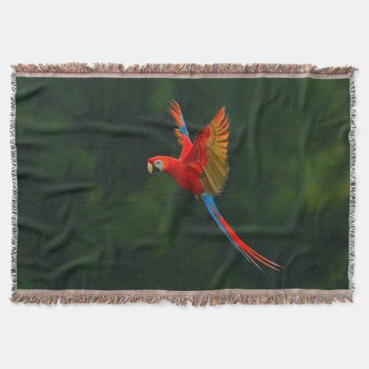 Couverture Perroquet en vol (Devant)