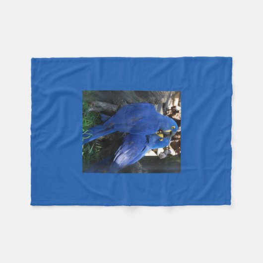 couverture _ perroquets (Devant (Horizontal))