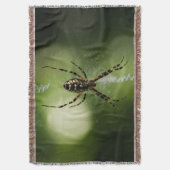 Couverture Photographie d'araignée de jardin d'or Jetez une c (devant Vertical)