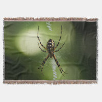 Photographie d'araignée de jardin d'or Jetez une c