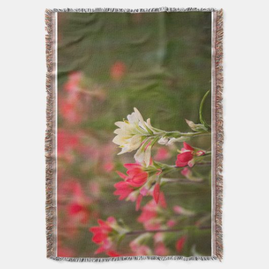 Couverture Pinceau indien (devant Vertical)