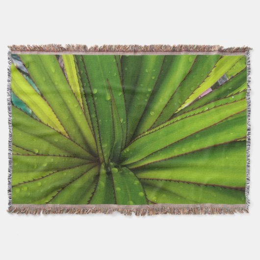Couverture Pluie du matin sur le pandanus (Devant)