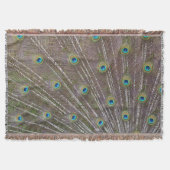 Couverture Plumes de paon (Devant)