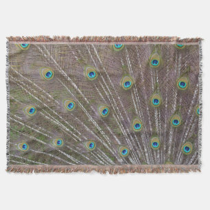 Couverture Plumes de paon