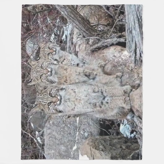 COUVERTURE POLAIRE 3 BOBCATS (Devant)