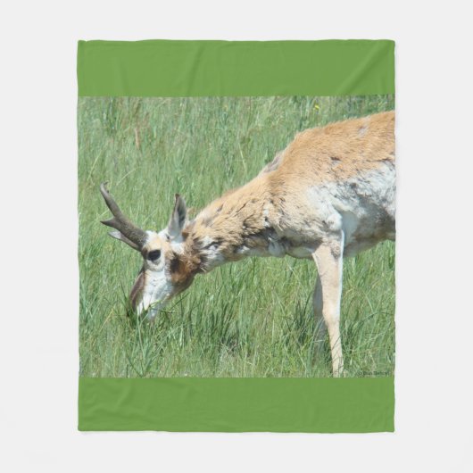 Couverture Polaire A11 Pronghorn Antelope Buck Grazing (Devant)