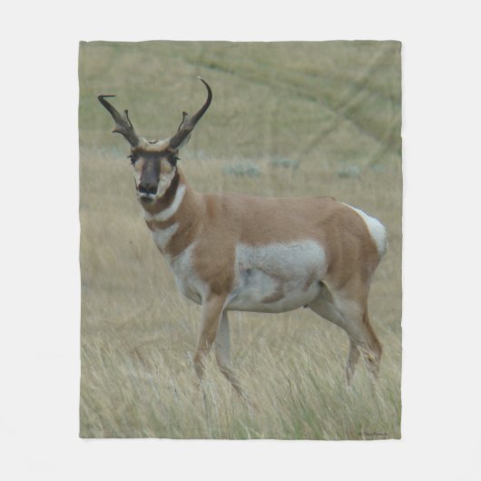 Couverture Polaire A33 Pronghorn Antelope Big Buck Crooked Horns (Devant)