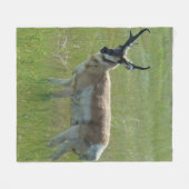 Couverture Polaire A36 Pronghorn Antelope (Devant (Horizontal))