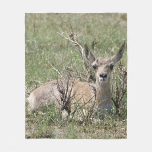 Couverture Polaire A7 bébé antilope pronghorn