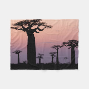 Couverture Polaire Allée des Baobabs, Madagascar, Morondava, Afrique,