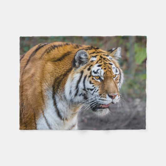 Couverture Polaire Amur tiger (Devant (Horizontal))