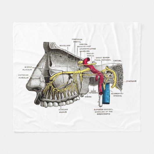 Couverture Polaire Anatomie maxillaire d'humain de nerfs (Devant (Horizontal))