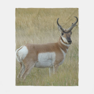 Couverture Polaire Antilope d'Amérique mâle A1