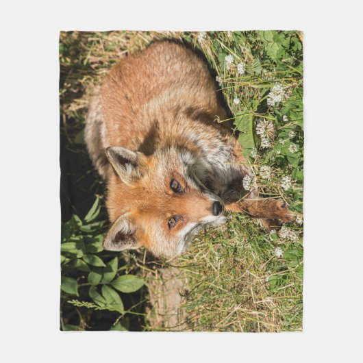 Couverture Polaire Beau renard rouge (Devant)