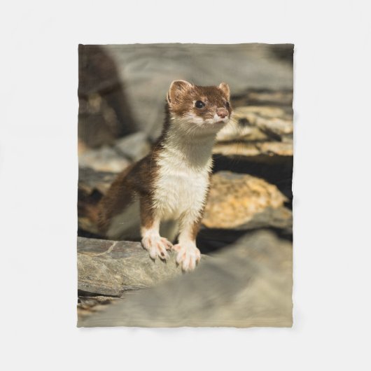Couverture Polaire Belette vigilante (Devant)