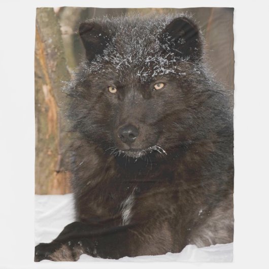COUVERTURE POLAIRE BLACK WOLF (Devant)