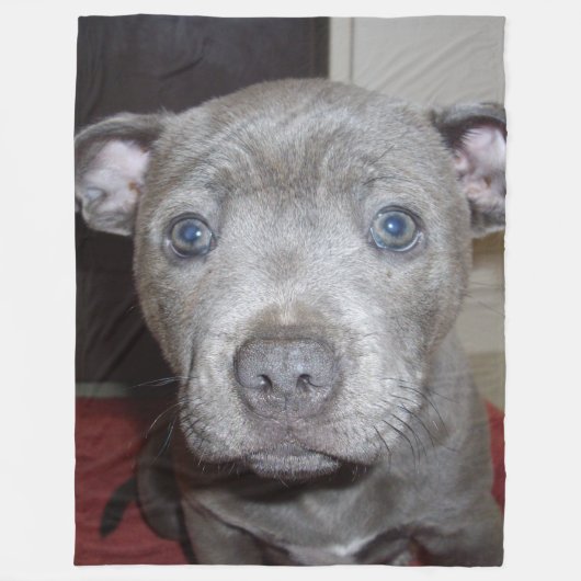 Couverture Polaire Blue Staffordshire Bull Terrier Puppy (Devant)