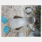 Couverture Polaire BOOBY À PIED BLEU (Honnête, c'est son nom) (Devant (Horizontal))