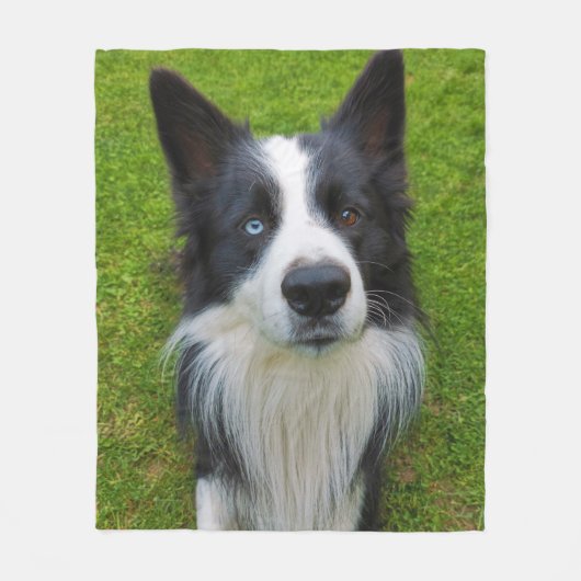 Couverture Polaire Bordure Collie (Devant)