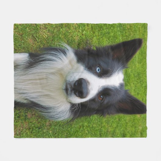 Couverture Polaire Bordure Collie (Devant (Horizontal))