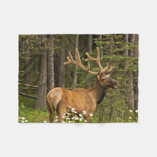 Couverture Polaire Bull Elk en Velvet, Canada (Devant (Horizontal))