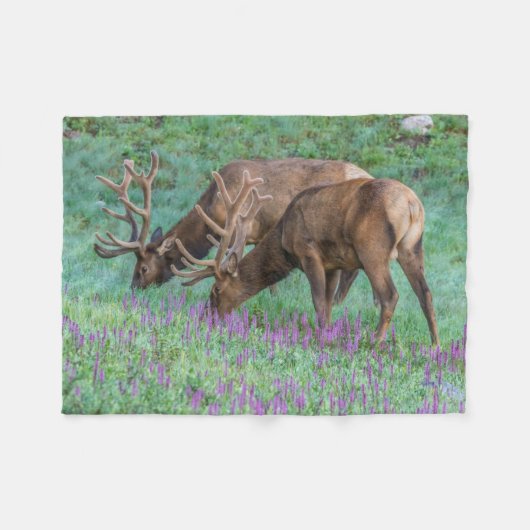 Couverture Polaire Bull Elks Rocky Mountain National Park, Colorado (Devant (Horizontal))