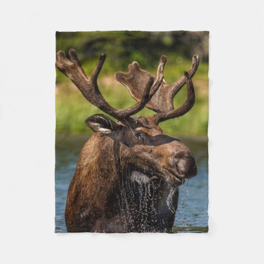 Couverture Polaire Bull Moose | Parc national du Glacier Montana (Devant)