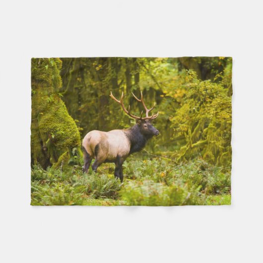 Couverture Polaire Bull Roosevelt Elk Debout Dans Le Pré (Devant (Horizontal))