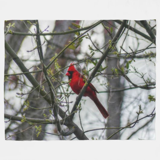 Couverture Polaire Cardinal (Devant (Horizontal))