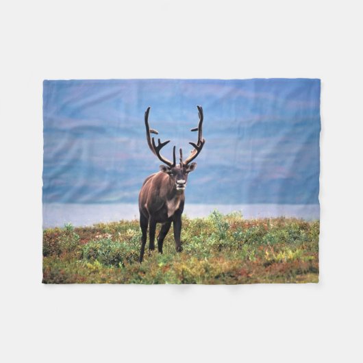 Couverture Polaire Caribou ou renne | Parc national de Denali, Alaska (Devant (Horizontal))