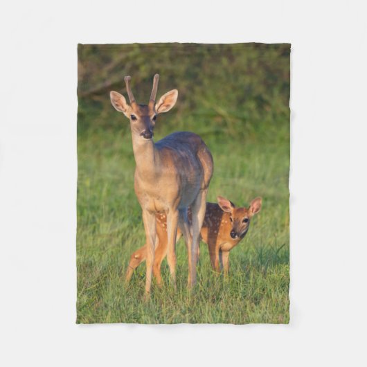 Couverture Polaire Cerf à queue blanche | Habitat herbeux (Devant)