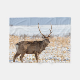 Couverture Polaire Cerf Sika dans un champ enneigé Japon
